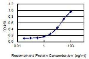Detection limit for recombinant GST tagged XAGE1D is 0. (XAGE1D anticorps  (AA 1-69))