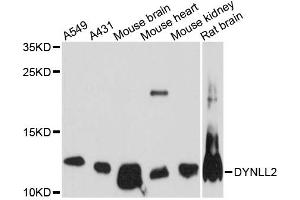Western blot analysis of extracts of various cell lines, using DYNLL2 antibody (ABIN6292036) at 1:3000 dilution. (DYNLL2 anticorps)