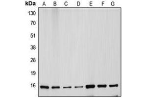 Western blot analysis of Cytochrome c expression in HeLa (A), Jurkat (B), L929 (C), NIH3T3 (D), MCF7 (E), mouse kidney (F), rat heart (G) whole cell lysates. (Cytochrome C anticorps  (N-Term))