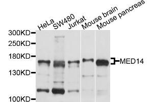Western blot analysis of extracts of various cell lines, using MED14 antibody (ABIN4904333) at 1:1000 dilution. (MED14 anticorps)