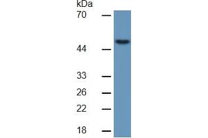 Rabbit Detection antibody from the kit in WB with Positive Control:  Sample Mouse Liver Tissue. (MMP13 Kit ELISA)