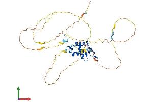 AlphaFold protein structure predicition of Human Recombinant FOXA3 Protein, UniprotID P55318