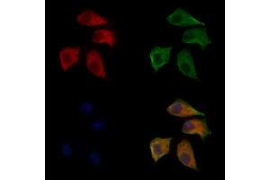 ABIN6266012 and ABIN6272461 staining Hela cells by IF/ICC. (WASF1 anticorps  (Internal Region))