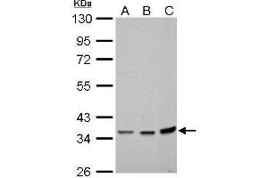 WB Image Annexin II antibody detects ANXA2 protein by Western blot analysis. (Annexin A2 anticorps)