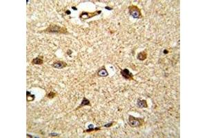 IHC analysis of FFPE human brain tissue stained with VCP antibody (VCP anticorps  (AA 726-755))