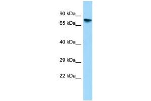WB Suggested Anti-Gtpbp4 Antibody Titration: 1. (GTPBP4 anticorps  (C-Term))