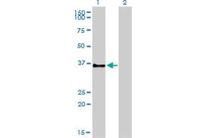 Western Blot analysis of GPR3 expression in transfected 293T cell line by GPR3 monoclonal antibody (M01), clone 3B4-G3.