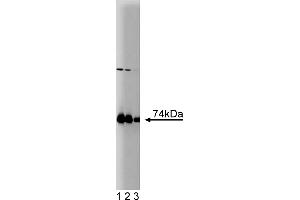 Western Blotting (WB) image for anti-Protein Kinase C, iota (PRKCI) (AA 404-587) antibody (ABIN967795)