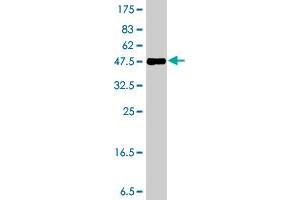 Western Blot detection against Immunogen (37 KDa) .