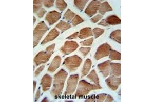 Immunohistochemistry (IHC) image for anti-Carbonic Anhydrase VB, Mitochondrial (CA5B) antibody (ABIN3003127)