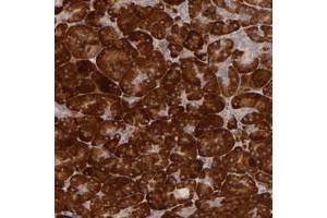 Immunohistochemical staining of human pancreas with PPP1R3F polyclonal antibody  shows strong cytoplasmic positivity in exocrine glands. (PPP1R3F anticorps)