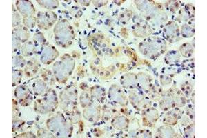 Immunohistochemistry of paraffin-embedded human pancreatic tissue using ABIN7148496 at dilution of 1:100 (COPS4 anticorps  (AA 1-310))