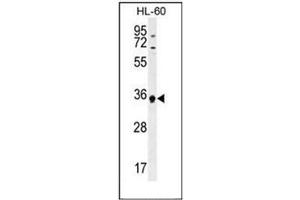 Western blot analysis of ECAT1 Antibody (N-term) in HL-60 cell line lysates (35ug/lane). (ECAT1 anticorps  (N-Term))