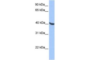 Western Blotting (WB) image for anti-Oligodendrocyte Lineage Transcription Factor 2 (OLIG2) antibody (ABIN2460558) (OLIG2 anticorps)