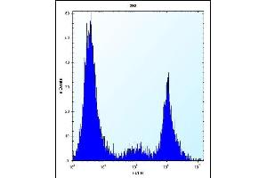 CYP20A1 Antibody (Center) (ABIN656565 and ABIN2845825) flow cytometric analysis of 293 cells (right histogram) compared to a negative control cell (left histogram).