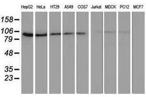Image no. 4 for anti-Striatin Interacting Protein 1 (STRIP1) antibody (ABIN1498205) (STRIP1 anticorps)