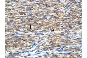 Image no. 1 for anti-COP9 Constitutive Photomorphogenic Homolog Subunit 5 (Arabidopsis) (COPS5) (N-Term) antibody (ABIN6735871)