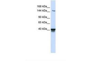 Image no. 1 for anti-Immunoglobulin Superfamily, Member 9 (IGSF9) (AA 74-123) antibody (ABIN6739256) (IGSF9 anticorps  (AA 74-123))