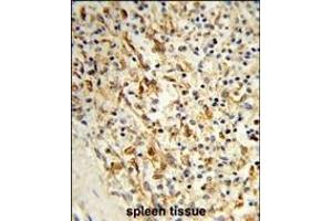 Formalin-fixed and paraffin-embedded human spleen tissue reacted with PCAT1 Antibody (C-term), which was peroxidase-conjugated to the secondary antibody, followed by DAB staining. (PCAT1 anticorps  (C-Term))