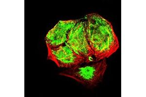 Immunofluorescence analysis of Hela cells using EHMT2 mouse mAb (green). (EHMT2 anticorps  (AA 317-471))