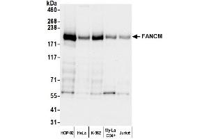 anti-Fanconi Anemia Complementation Group M (FANCM) (AA 1-50) antibody