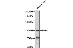 Western blot analysis of extracts of Mouse heart, using DPP9 antibody (ABIN7266784) at 1:1000 dilution. (DPP9 anticorps  (AA 1-100))