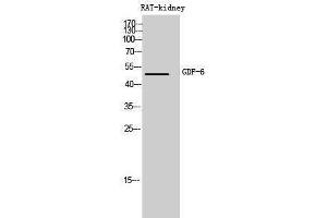 Western Blotting (WB) image for anti-Growth Differentiation Factor 6 (GDF6) (Internal Region) antibody (ABIN3178999) (GDF6 anticorps  (Internal Region))
