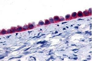 Immunohistochemical staining of Ovary (Epithelium) using anti- GPR133 antibody ABIN122481 (G Protein-Coupled Receptor 133 anticorps)