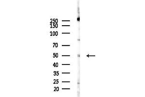 Western blot analysis of lysates from Mouse lung, using LCAT Antibody at 1/1000 dilution.