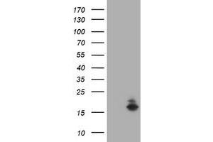Image no. 1 for anti-Ataxin 7-Like 1 (ATXN7L1) antibody (ABIN1496782) (ATXN7L1 anticorps)