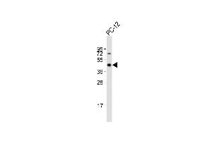 Anti-P2K7 Antibody (C-Term)at 1:2000 dilution + PC-12 whole cell lysates Lysates/proteins at 20 μg per lane. (MAP2K7 anticorps  (AA 325-360))
