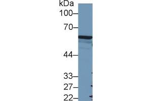 Western blot analysis of Human A549 cell lysate, using Mouse FOXP3 Antibody (2 µg/ml) and HRP-conjugated Goat Anti-Rabbit antibody (