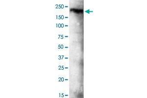 Western blot analysis of KDM3B monoclonal antibody  at 1 : 500 dilution. (KDM3B anticorps  (C-Term))