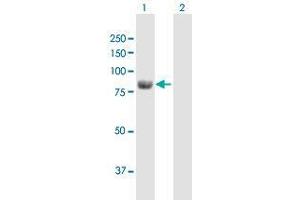Western Blot analysis of ALDH18A1 expression in transfected 293T cell line by ALDH18A1 MaxPab polyclonal antibody. (P5CS anticorps  (AA 1-795))
