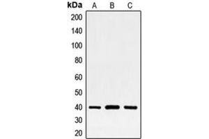 Western blot analysis of FRA2 expression in HeLa (A), MCF7 (B), PC12 (C) whole cell lysates. (FOSL2 anticorps  (C-Term))