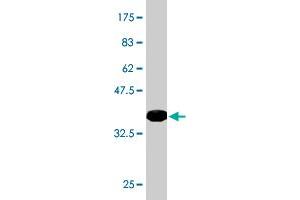 Western Blot detection against Immunogen (34.