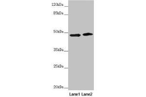 Western blot All lanes: RNF135 antibody at 3. (RNF135 anticorps  (AA 339-432))