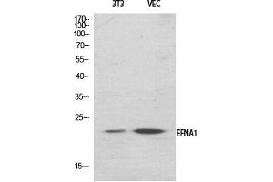 Western Blotting (WB) image for anti-Ephrin A1 (EFNA1) (Internal Region) antibody (ABIN5956515) (Ephrin A1 anticorps  (Internal Region))