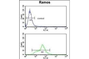 ENOA Antibody (C-term) (ABIN1882077 and ABIN2839495) flow cytometry analysis of Ramos cells (bottom histogram) compared to a negative control cell (top histogram).