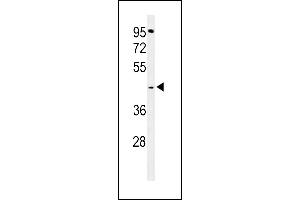 Western blot analysis of GPSN2 Antibody (C-term) (ABIN653745 and ABIN2843047) in  cell line lysates (35 μg/lane). (TECR anticorps  (C-Term))
