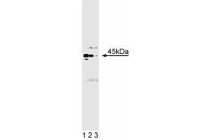 Western blot analysis of Casein Kinase alpha/alpha' on rat cerebellum lysate. (Casein Kinase II alpha /alpha (AA 1-123) anticorps)