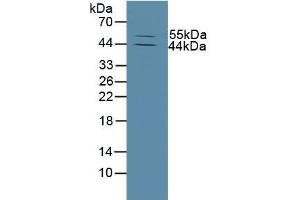 Western blot analysis of Mouse Skin Tissue. (MMP13 anticorps  (AA 290-468))