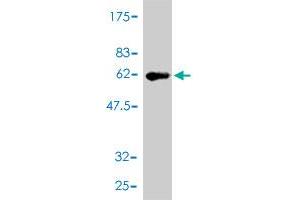 Western Blot detection against Immunogen (54.