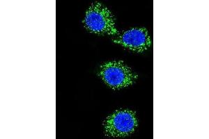 Immunofluorescence (IF) image for anti-Membrane Protein, Palmitoylated 3 (MAGUK P55 Subfamily Member 3) (MPP3) antibody (ABIN2997119) (MPP3 anticorps)