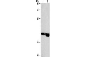 Western Blotting (WB) image for anti-G Protein-Coupled Receptor 182 (GPR182) antibody (ABIN2432683) (G Protein-Coupled Receptor 182 anticorps)