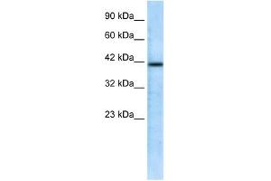 CHRFAM7A antibody used at 0. (CHRFAM7A anticorps  (N-Term))