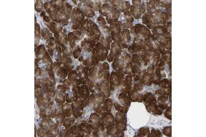 Immunohistochemical staining (Formalin-fixed paraffin-embedded sections) of human pancreas shows strong cytoplasmic positivity in exocrine glandular cells. (UBE4B anticorps  (AA 2-67))