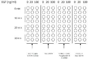 Example of how to seed cells for cell-based assay