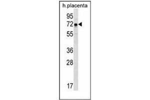 Western blot analysis of GNE / GLCNE Antibody (N-term) in human placenta tissue lysates (35ug/lane). (GNE anticorps  (N-Term))