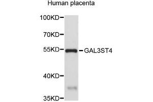 Western blot analysis of extracts of human placenta, using GAL3ST4 antibody (ABIN5972880). (GAL3ST4 anticorps)